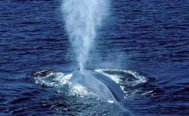 为什么鲸鱼会喷水？
