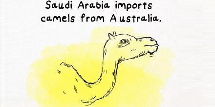 沙特每年从澳大利亚进口骆驼