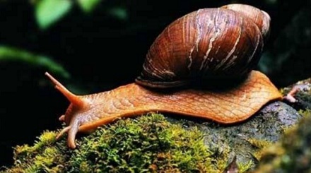 蜗牛是一种雌雄同体的动物