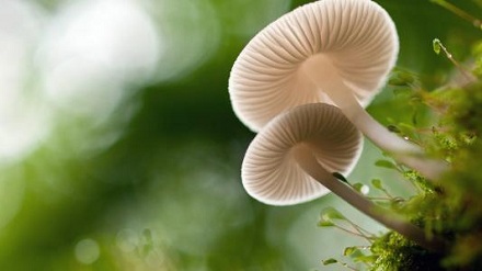 为什么蘑菇生长不需要阳光？
