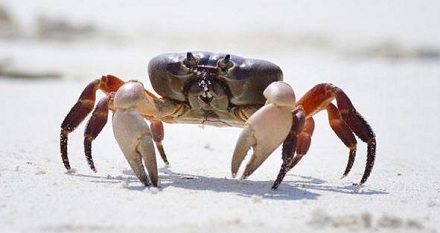 为什么螃蟹横着走？