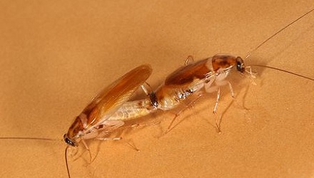 母蟑螂为什么要杀害与之交欢的公蟑螂？