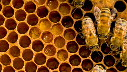 蜜蜂的巢穴为何是六角形的？