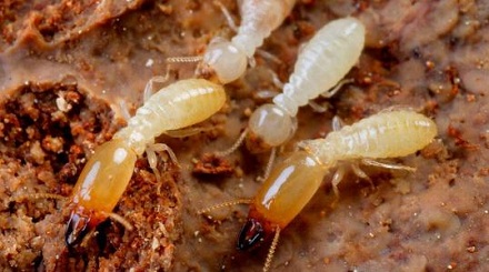 白蚁可以吃掉金属？