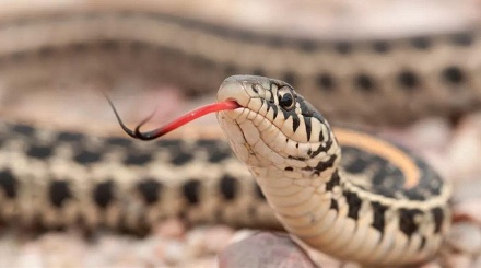 蛇用什么来感知环境？