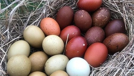 「红皮鸡蛋」更有营养吗？