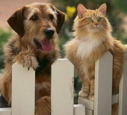 猫和狗谁更聪明？