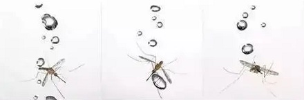 雨滴为什么砸不死蚊子？