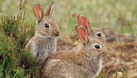 家兔和野兔能杂交吗？