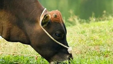 老牛为什么喜欢吃嫩草？