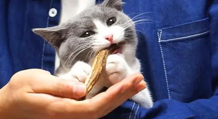 为什么猫吃鱼不易被卡？