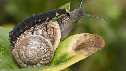萤火虫是如何猎食蜗牛的？