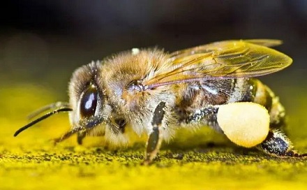 没有蜜蜂人类能存活多久？