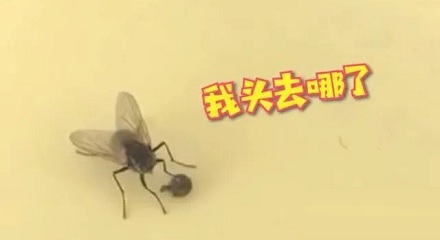 苍蝇会把自己的头拧下来玩？
