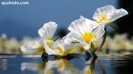 「水性杨花」真的是一种花！