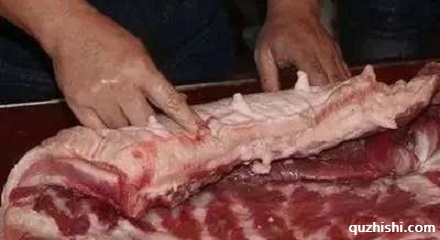 母猪肉可以吃吗？